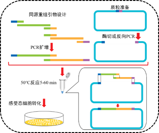 One-Step Seamless Cloning Kits_苏州探研生命科技有限公司官网