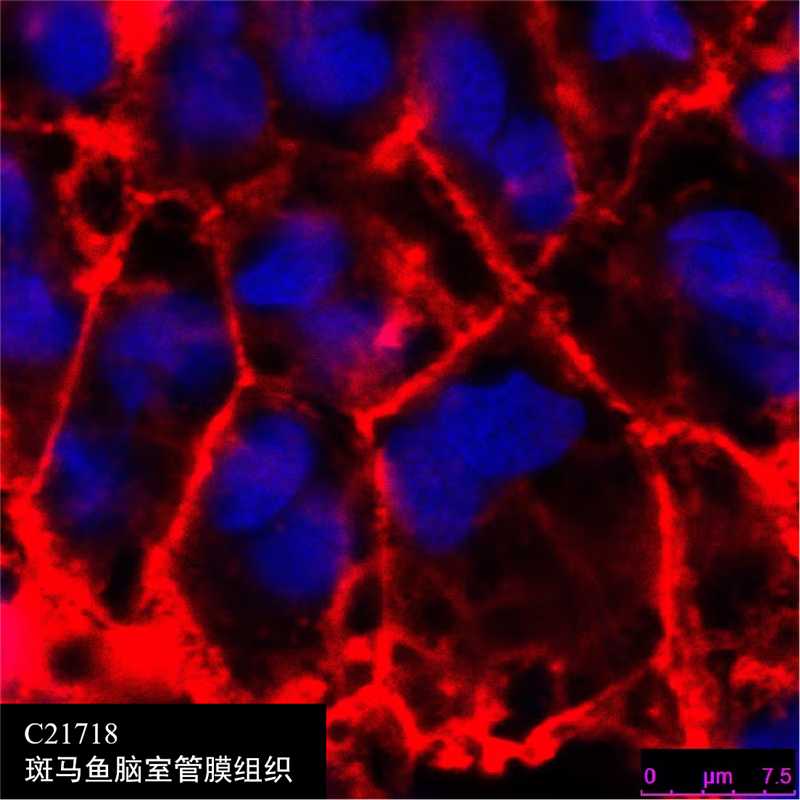 一步法633鬼笔环肽