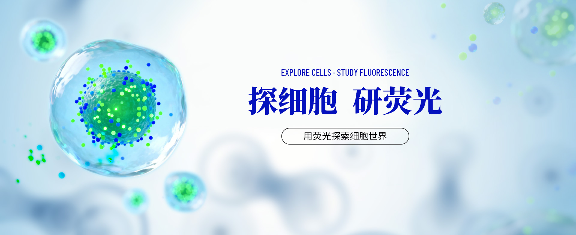 探细胞 研荧光