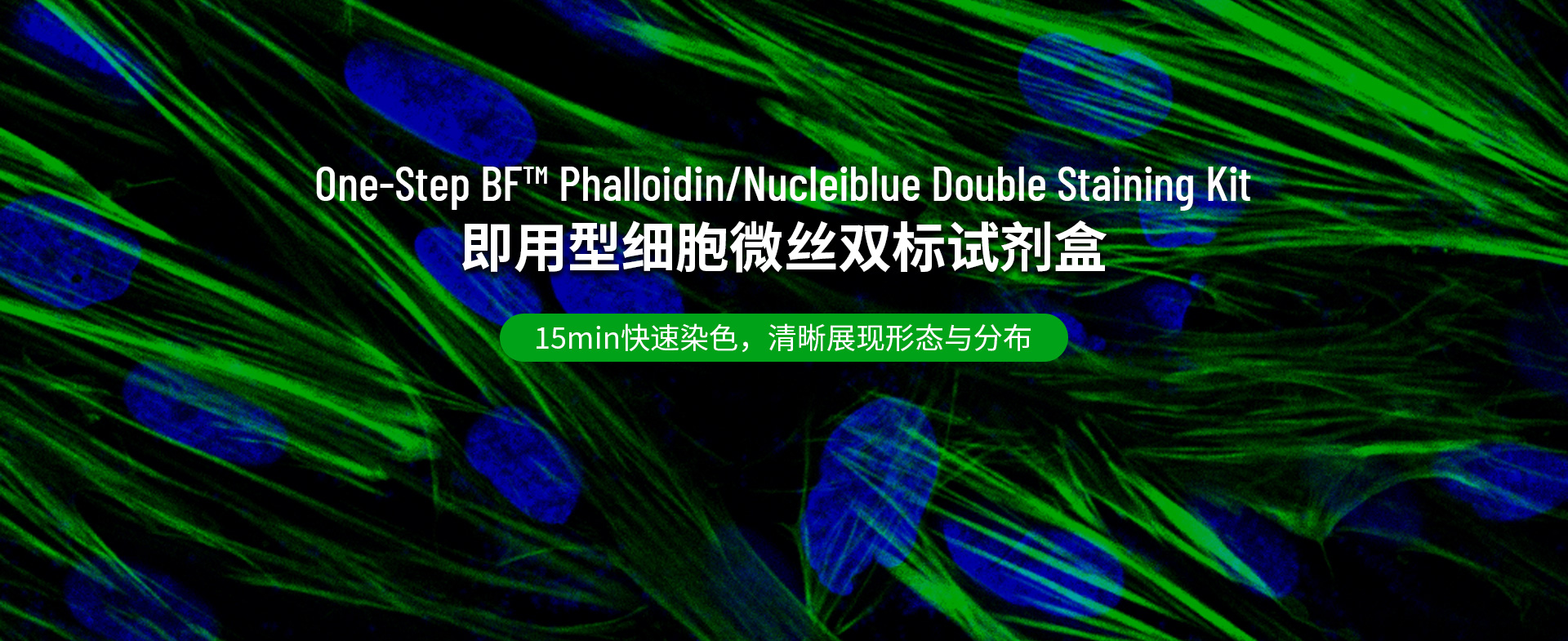 One-Step BF™Phalloidin/Nucleiblue Double Staining Kit
